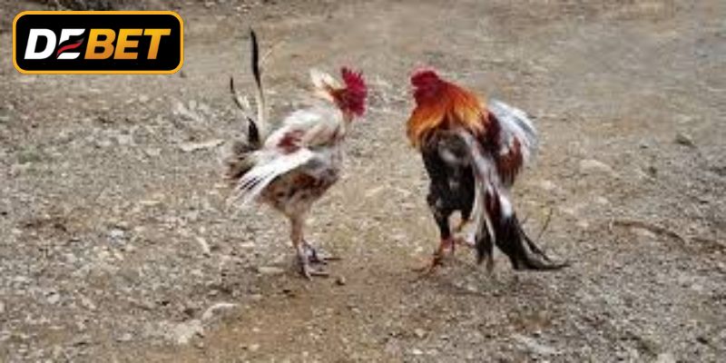 Đá Gà Cựa Dao Mới Nhất - Đấu Trường Sinh Tử Đỉnh Cao