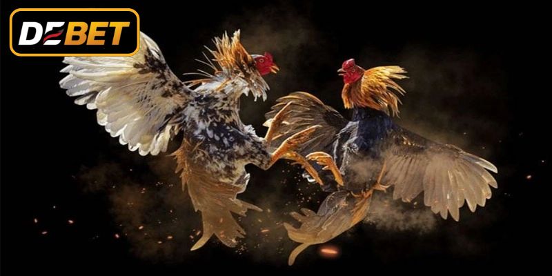 Lợi ích khi xem thi đấu online