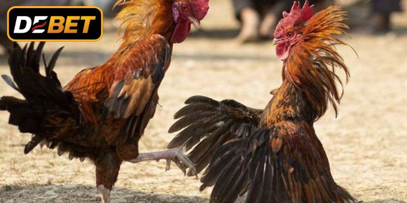 Quy trình quan sát trận đấu trực tiếp