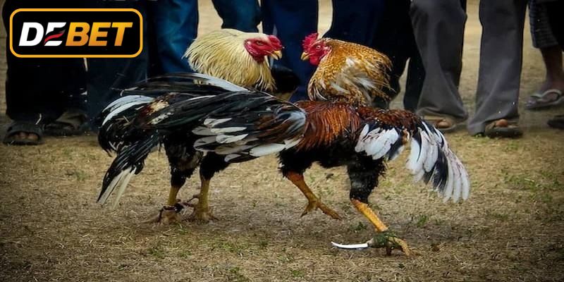 Tìm hiểu chi tiết về đá gà cựa dao mới nhất